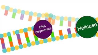 Enzymes in DNA replication [upl. by Naoj]