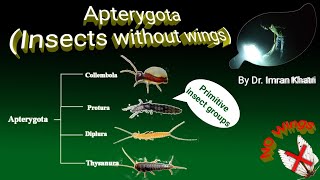 Insect Orders Part 1 Apterygota  Insects Without Wings  By Dr Imran Khatri [upl. by Hcra]