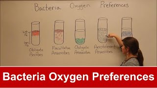 Bacteria Oxygen Requirements [upl. by Janerich237]