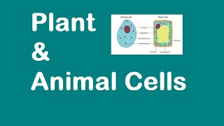 Plant and Animal Cells KS3 SCIENCE [upl. by Pinkham595]