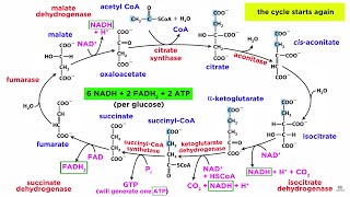 Cellular Respiration Part 2 The Citric Acid Cycle [upl. by Paver]