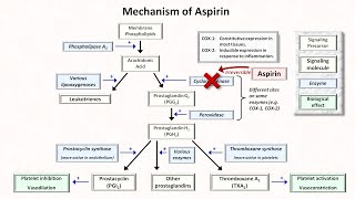 Hemostasis Lesson 5  Antiplatelet Meds Part 1 of 2 [upl. by Fredric813]