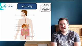 How does the digestive system work KS3 Science [upl. by Agate]