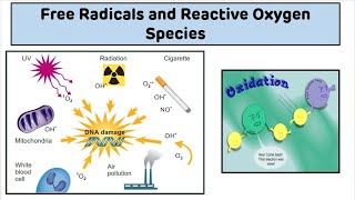 Free Radicals and Reactive Oxygen Species ROS  Introduction to Free Radicals [upl. by Ennovyahs]