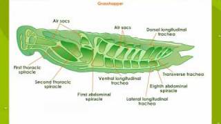 Respiratory System In Insects [upl. by Ailel]