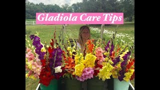 Gladiolus care tips [upl. by Akiehsat]