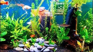 How Long Does Anacharis  Elodea Densa Grow [upl. by Ellehcit]