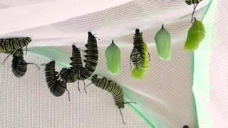 Monarch Caterpillar Behavior [upl. by Irahc261]