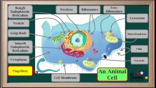 WCLN  Cell Organelles  Biology [upl. by Znarf]