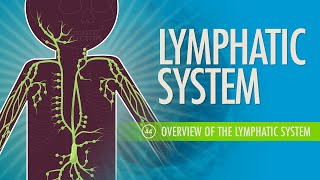 Lymphatic System Crash Course Anatomy amp Physiology 44 [upl. by Enra392]