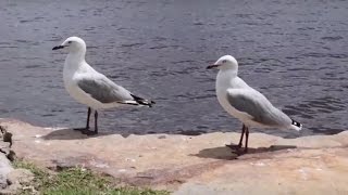 Silver Gulls  Seagulls   Australian Bird  Short Documentary [upl. by Yole]