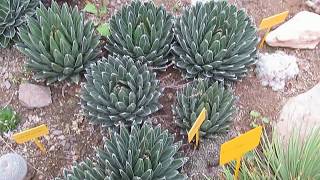 AGAVE GALLERY Agave VictoriaReginae [upl. by Moyer996]