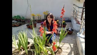 Gladiolus Flower Plant Care and Tips [upl. by Suivart3]