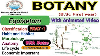 EquisetumMorphologyAnatomyReproductionlife cycle Part1 [upl. by Yelroc51]