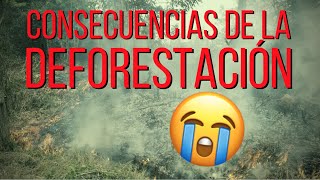 Las TERRIBLES CONSECUENCIAS de la DEFORESTACIÓN 😩 🍃 [upl. by Ennairoc]