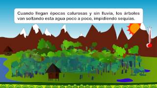 Los bosques y el cambio climático [upl. by Eked]