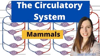 Mammalian Circulatory System Closed double circulatory system Alevel Biology [upl. by Saxela]