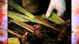 Digging and Storing Caladium and Gladiolus Bulbs [upl. by Llenet930]