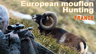 European mouflon Hunting in France  Chasse au Mouflon en France  2020 [upl. by Posner]