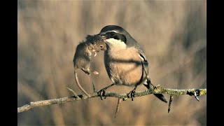 Great grey shrike hunting  Butchering Bird [upl. by Felicle853]