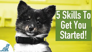 8 Week Old Puppy Training  5 Exercises To Get You Started [upl. by Amaryllis934]