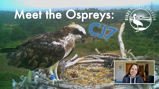 Meet the Poole Harbour Ospreys CJ7 [upl. by Dranoc994]