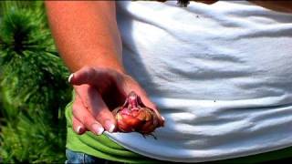 Planting amp Growing Flower Bulbs  How to Plant Gladiolus [upl. by Jolda]