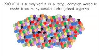 Monomers Polymers Synthesis amp Digestion [upl. by Ajiat93]