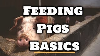 How to Feed Pigs  For Beginners [upl. by Spear488]