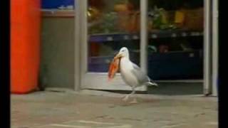 Sam the seagull stealing Doritos [upl. by Charline]