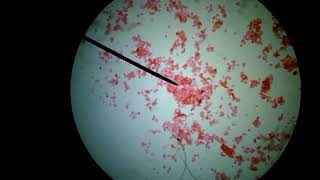 Animal Cells Under a Microscope [upl. by Attalanta205]