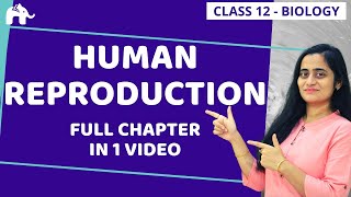 Human Reproduction Class 12  NCERT Chapter 3 One Shot  CBSE NEET [upl. by Enelhtac433]