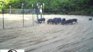 Wild Hog Trapping  Capturing 56 Hogs in Two Traps  JAGER PRO™ [upl. by Ellenahc558]