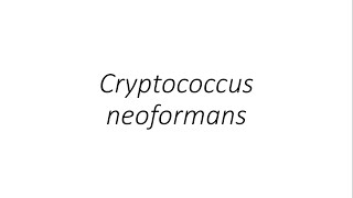 Cryptococcus neoformans  Microbiology [upl. by Cleo]