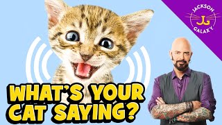 Cat Vocalizations and What They Mean [upl. by Eannaj]