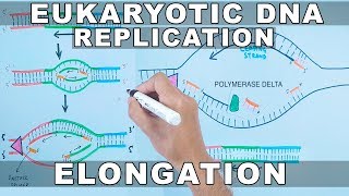 DNA Replication in Eukaryotes  Elongation [upl. by Yrtua]