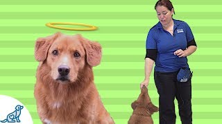 How To Teach Your Dog To Take Treats Gently [upl. by Peck]