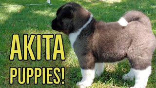 Akita Puppies  The Akita Life [upl. by Auburta]