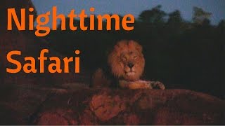 Full Nighttime Kilimanjaro Safaris ride at Disneys Animal Kingdom [upl. by Zeiger]