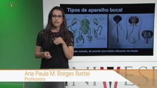 Zoologia de Invertebrados  Aula 23  Filo Arthropoda Hexapoda  Insecta [upl. by Kerek]