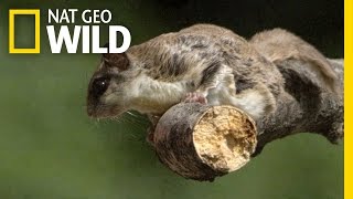 The Cutest Flying Rodent  Super Squirrel [upl. by Volnay]