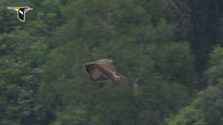 Slow Motion Philippine Eagle Flight [upl. by Piwowar]