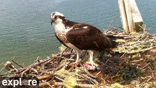 Audubon Osprey Nest powered by EXPLOREorg [upl. by Crean]