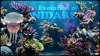 Evolution of Cnidarians [upl. by Simmons]