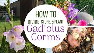 How To Plant Divide and Store Gladiolus Bulbs  Corms [upl. by Lindon]