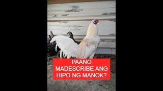 Sabong Pointing PAANO MADESCRIBE YUNG HIPO NG MANOK [upl. by Oijres368]