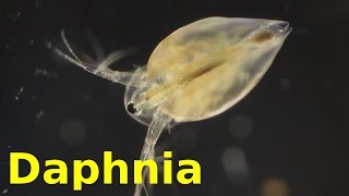 Daphnia [upl. by Daria353]