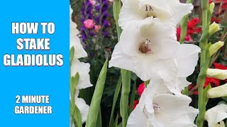 How to stake gladiolus [upl. by Cindra]