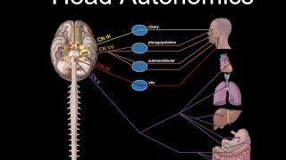 Basal Ganglia  CNS Physiology  Neuroanatomy Video [upl. by Elwood]