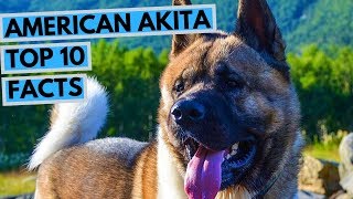 American Akita  TOP 10 Interesting Facts [upl. by Cath105]